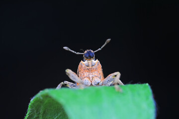 Naklejka premium Weevil on green leaves, North China Plain