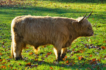cow in a field