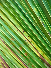 Green tropical palm leaf background texture 
