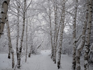 Beautiful Birch Grove with covered snow branches