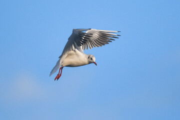 Gabbiano comune (Chroicocephalus ridibundus) in volo su sfondo cielo,ritratto