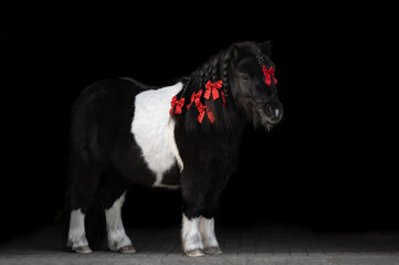 cute shetland pony posing with red ribbons in his mane, outdoors on black background