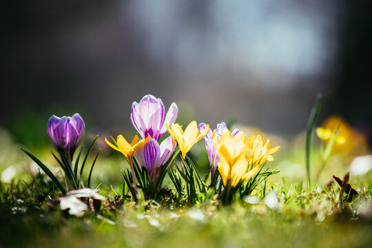 Springtime. Spring flowers in sunlight, outdoor nature. Wild crocus, postcard.