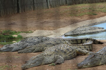 Croc City Crocodile & Reptile Park, Chartwell, South Africa.