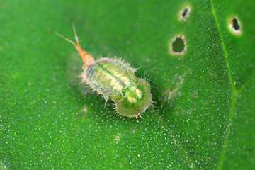 Carabidae insect larva live on green leaves