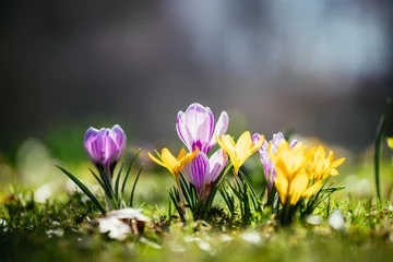 Zelfklevend Fotobehang Springtime. Spring flowers in sunlight, outdoor nature. Wild crocus, postcard. © Patrick Daxenbichler