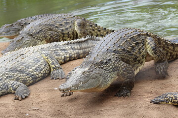 Croc City Crocodile & Reptile Park, Chartwell, South Africa.