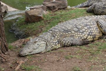 Croc City Crocodile & Reptile Park, Chartwell, South Africa.