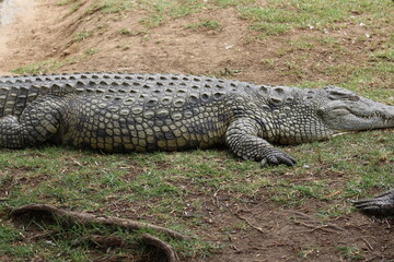Croc City Crocodile & Reptile Park, Chartwell, South Africa.