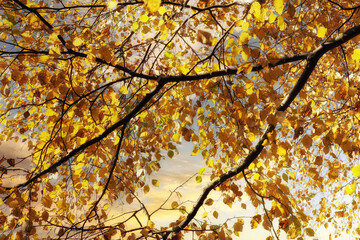 Autmn leafs on the sky