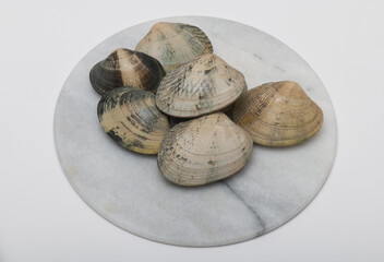 set of slimy and thin clams