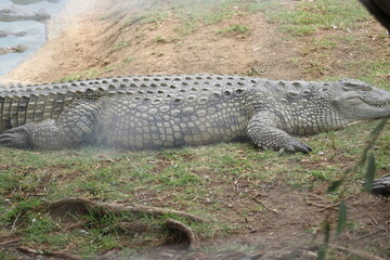 Croc City Crocodile & Reptile Park, Chartwell, South Africa.