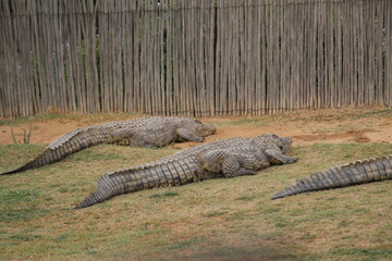 Croc City Crocodile & Reptile Park, Chartwell, South Africa.