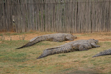 Croc City Crocodile & Reptile Park, Chartwell, South Africa.