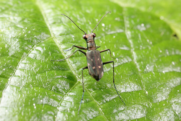 Spotted tiger beetles inhabit wild plants in North China