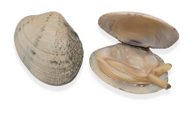 set of slimy and thin clams