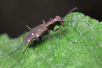Spotted tiger beetles inhabit wild plants in North China