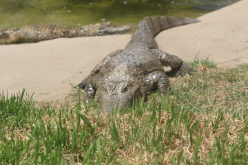 Croc City Crocodile & Reptile Park, Chartwell, South Africa.