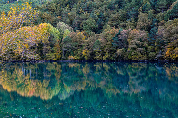 autumn in the forest