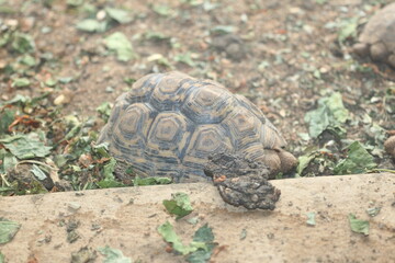 Croc City Crocodile & Reptile Park, Chartwell, South Africa.