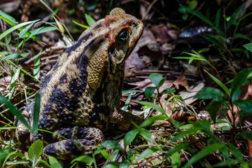 toad in the grass