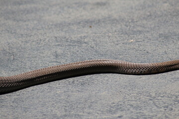 Croc City Crocodile & Reptile Park, Chartwell, South Africa.