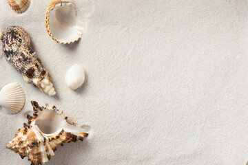 Fototapeta na wymiar Seashells on white sand close-up. With copy space. Top view