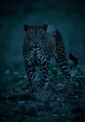 Portrait of a leopard as it sat down in front of us with glowing eyes.