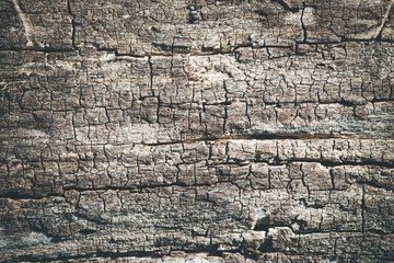 Rustic wooden background texture: Closeup of old tree, tree bark