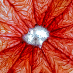 Close-up of a pink grapefruit slice isolated on a white background.