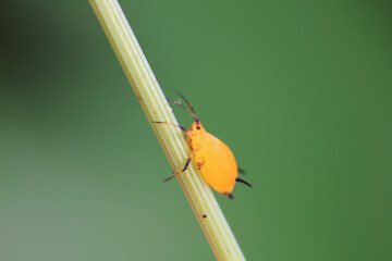 Aphids crawl on green plants