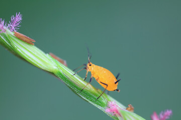 Aphids crawl on green plants