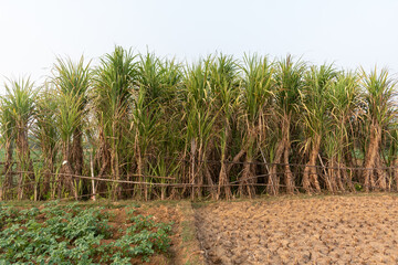 Fototapeta na wymiar Picture of sugarcane plant growing up in the bosom of nature, where carefully nurtured sugarcane plants will supply sugar to the market in the future 