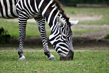 Naklejka na ściany i meble Striped black and white zebra