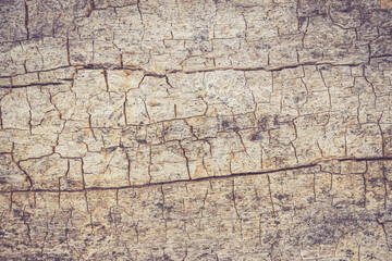 Rustic wooden background texture: Closeup of old tree, tree bark