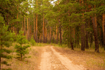 Obraz premium Image of a rural road in the Siberia forest