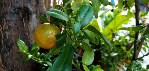 Orange tree