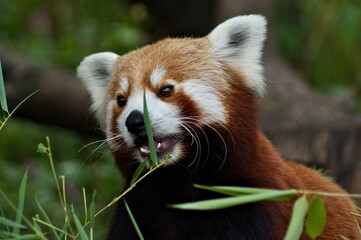 Little cute red panda eating