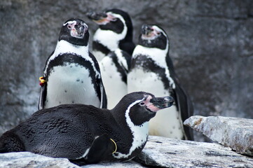 Naklejka premium Little cute black and white penguin