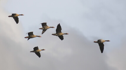 Stormo di oche selvatiche (Anser anser) in volo,silhouette su sfondo cielo