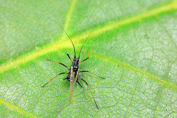 Aphids crawl on green plants