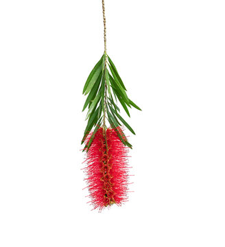 Crimson Bottlebrush Flower Isolated  On A White Background.