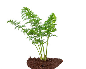 Coriander leaf growing on soil isolated on white background