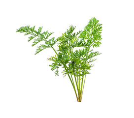 Coriander leaf isolated on white background ,Green leaves pattern