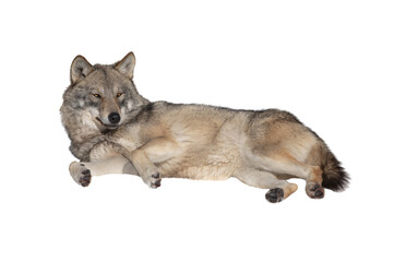 wolf lies in the snow isolated on white background