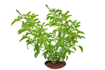 basil leaves growing on soil isolated on white background