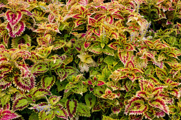 Colored leaves on a bush. Colorful foliage. Background of colorful leaves.