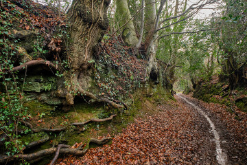 Old trees and fallen leafy path