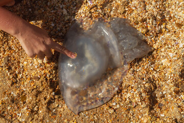 Touch the jellyfish with your finger. Jellyfish washed up on the beach.