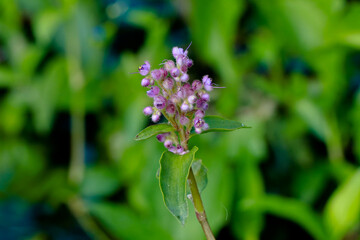 Light pink color flowers a weed plant from Western Ghats
